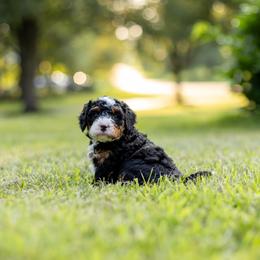 Millie - Tri-color female Bernedoodle puppy in Narvon, Pennsylvania from CBKB Bernedoodle’s