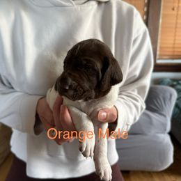 German Shorthaired Pointer Puppies from Bernardonis