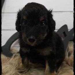 PJ - Black phantom male Aussiedoodle puppy in Farley, Iowa from Iowa's Doodle Co.