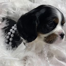 Sadie - Tri-color Cavalier King Charles Spaniel puppy in Texarkana, Arkansas from Miller's Cavaliers