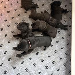 Cane Corso Puppies from CANE CORSO DI DROGHEDA