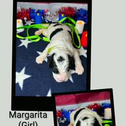 Margarita - Parti female Goldendoodle puppy in Water Valley, Mississippi from Olympian Doodles