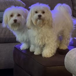 Havanese from Karen Pierce's Havanese