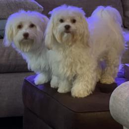Havanese from Karen Pierce's Havanese