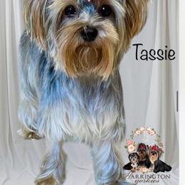 Tassie - Yorkshire Terrier