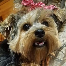 Zoey - Yorkshire Terrier