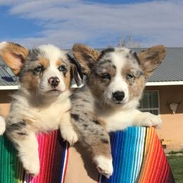 American Corgis and Pembroke Welsh Corgis from Blue Diamond Welsh corgis