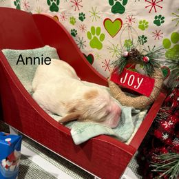 Annie - Lemon and white female Basset Hound puppy in Lagrange, Georgia from Tall Oak Bassets