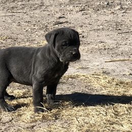 Cane Corso and Lowchen Puppies from High Royal Kennel