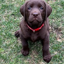 Labrador Retriever Puppies from Cedar Lake Labradors