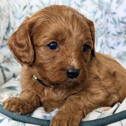 Beckett - Red male Cavapoo puppy in Preston, Idaho from Rocking JH Pup Co