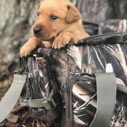 Labrador Retriever Puppies from Red Tide Retrievers