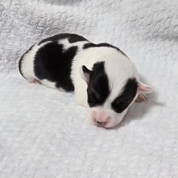 MINNIE - White and black female Pembroke Welsh Corgi puppy in Walker, Iowa from Double K Corgis