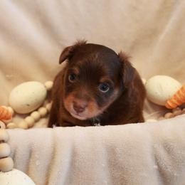 Birdie - Red tri female Toy Australian Shepherd puppy in Albia, Iowa from J Bar M Toy and Mini Aussies