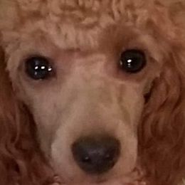 Poodles from MaryMargaret's Pups
