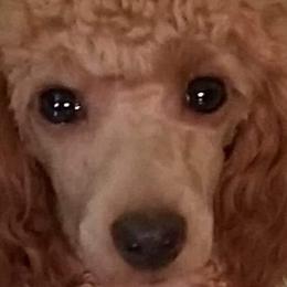Poodles from MaryMargaret's Pups