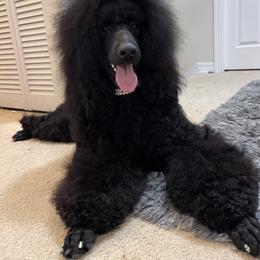 Cruella - Poodle