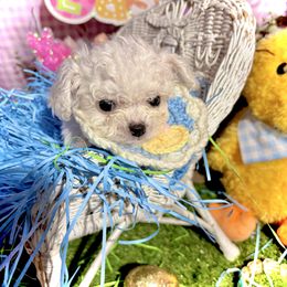 Cutie pie - White Bichon Frise puppy in Upland, California from Prime Paradise Kennel