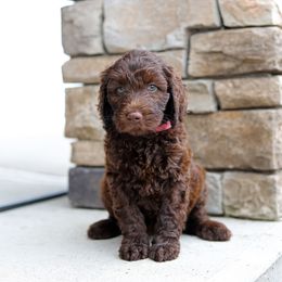 Pink - Chocolate female Australian Labradoodle puppy in Williamstown, New York from Lewis Manor Labradoodles
