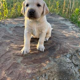 Gizmo - Yellow female Labrador Retriever puppy in Sugarcreek, Ohio from 1611 Sport Dogs