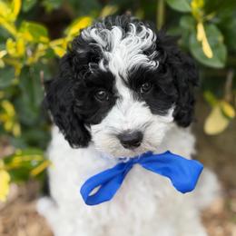 SALE Oregano - male Cavapoochon puppy in North Lawrence, Ohio from Liberty Pups