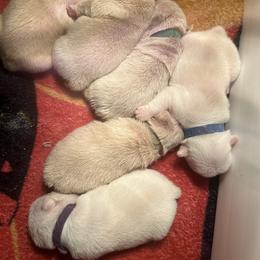 Green collar - Cream male French Bulldog puppy in Roland, Oklahoma from Ruff it up frenchies