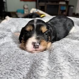 Plum - Tri-color male Cavapoo puppy in Nevada, Missouri from Backroad Fur Babies