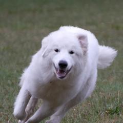 German Shepherds and Great Pyrenees from Reicherthaus GSD's & Timberbluff's Great Pyrenees