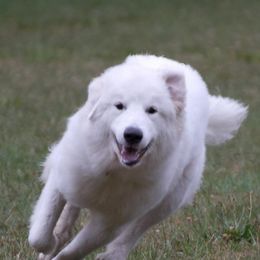 German Shepherds and Great Pyrenees from Reicherthaus GSD's & Timberbluff's Great Pyrenees