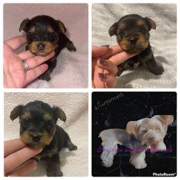 Yorkshire Terrier Puppies from Southern Sweetheart Kennels