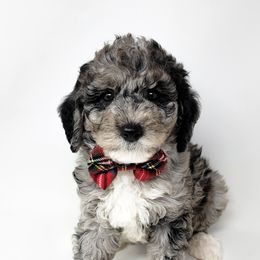 Bernedoodle, Double Doodle, and Goldendoodle Puppies from Winding Creek Ranch