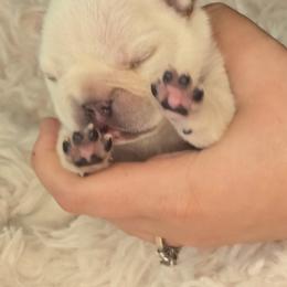 French Bulldog Puppies from Diamond Dreams French Bulldogs