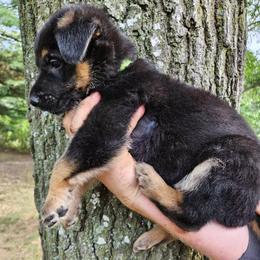 German Shepherd Puppies from Fern Hill Kennel