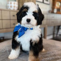 Parker - Tri-color male Bernedoodle puppy in Port Orange, Florida from Royal doodles of Florida