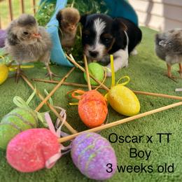 Boy - Black tan and white male Biewer Terrier puppy in Chester, South Carolina from Classic Biewers