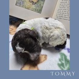 Boy 3 - male Lagotto Romagnolo puppy in Salida, California from Harper's Lagotti
