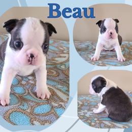 Beau - Seal and white male Boston Terrier puppy in Rogersville, Alabama from Angel's Boston Terriers and French Bulldog