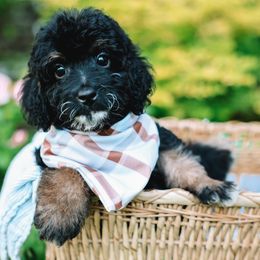 Blue Boy - Tri-color male Bernedoodle puppy in Mckinney, Texas from Doodles of North Tx