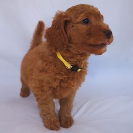 Barbie - Red  female Goldendoodle puppy in Phoenix, Arizona from Kerri's Goldendoodles