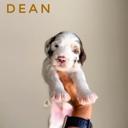 Dean - Parti male Goldendoodle puppy in Dallas County, Texas from Dream A Little Doodle