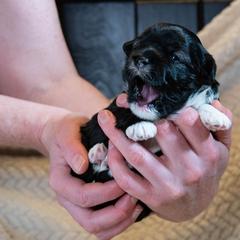 Lowchen Puppies from Dragonne Lowchen