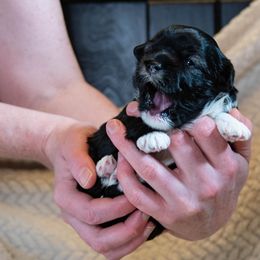 Lowchen Puppies from Dragonne Lowchen