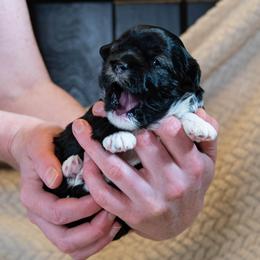 Lowchen Puppies from Dragonne Lowchen