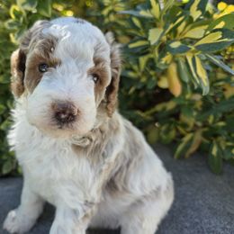 Aussiedoodle, Bernedoodle, Poodle, and Sheepadoodle Puppies from Draper Mountain Doodles