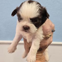 Eddie Jr - Liver and white male Shih Tzu puppy in Carthage, Missouri from Cooley's Cuddle Pups