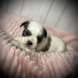 Meet Belle Star - Red and white female Shih Tzu puppy in Lake City, Florida from Tiger Valley Shih Tzus