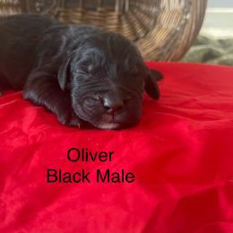 Oliver (Angus) - Black male Labradoodle puppy in Murray, Utah from Swann's Kennels