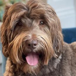 Australian Labradoodles from Best Life Labradoodles