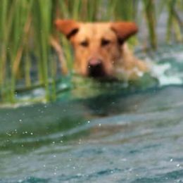 Labrador Retrievers from Tumbling Run Labradors