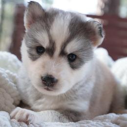 Monarch - Sable and white female Siberian Husky puppy in Bly, Oregon from Hill Top Huskies